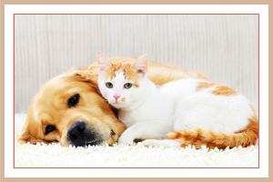 Pets Can Hinder A Home Sale Pets Can Hinder A Home Sale