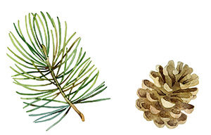 Christmas set of design elements with fir branches, balls and cones. Watercolor illustration